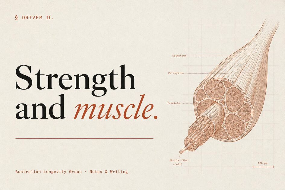 Strength, Muscle & Grip — Australian Longevity Group